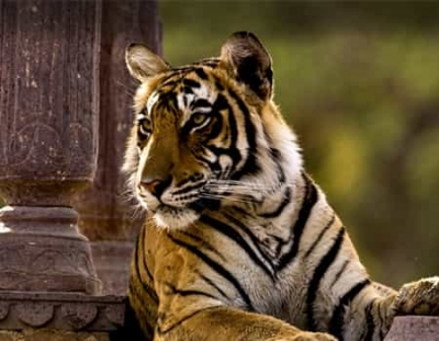 India Wildlife Tour Packages